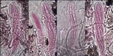 Dirina massiliensis image