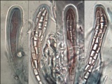 Dirina massiliensis image
