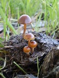 Psilocybe coprophila image