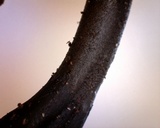 Geoglossum atropurpureum image