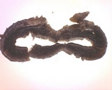 Geoglossum atropurpureum image