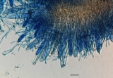 Geoglossum atropurpureum image