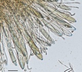 Geoglossum atropurpureum image