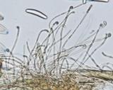 Geoglossum atropurpureum image