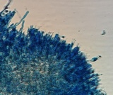 Clavariadelphus americanus image