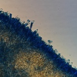Clavariadelphus americanus image