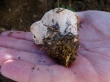 Abortiporus biennis image