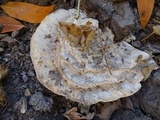 Abortiporus biennis image