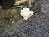 Abortiporus biennis image