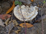 Abortiporus biennis image