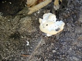 Abortiporus biennis image