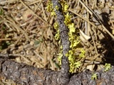 Vulpicida canadensis image