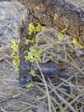 Vulpicida canadensis image