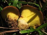 Boletinellus merulioides image