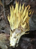 Clavulinopsis fusiformis image
