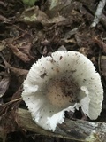 Russula modesta image