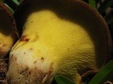 Boletinellus merulioides image