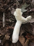 Russula modesta image