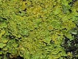 Xanthoria ulophyllodes image