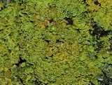 Xanthoria ulophyllodes image