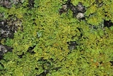 Xanthoria ulophyllodes image