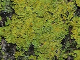 Xanthoria ulophyllodes image