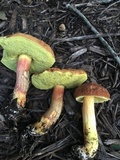 Leccinum rubropunctum image