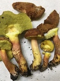 Leccinum rubropunctum image