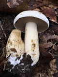 Tylopilus intermedius image