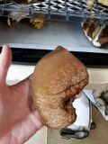 Tylopilus ferrugineus image