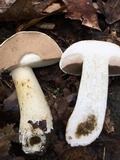 Tylopilus intermedius image