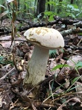 Tylopilus intermedius image