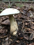 Tylopilus intermedius image