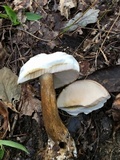 Tylopilus rubrobrunneus image