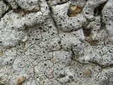 Diploschistes scruposus image