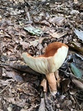 Lactarius volemus image