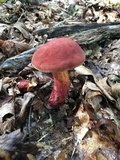 Baorangia bicolor image