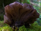Gomphus clavatus image