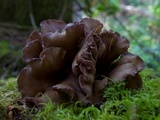 Gomphus clavatus image
