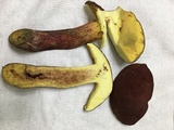 Baorangia bicolor image