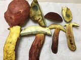 Baorangia bicolor image