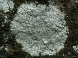 Diploschistes scruposus image