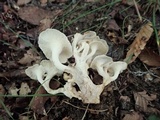 Polyporus umbellatus image