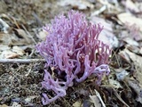 Clavaria zollingeri image