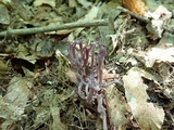 Clavaria zollingeri image