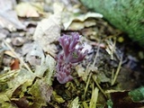 Clavaria zollingeri image