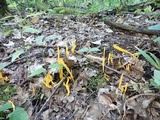 Clavulinopsis fusiformis image