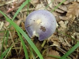 Cortinarius iodes image
