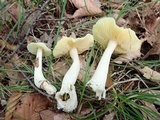 Entoloma luridum image