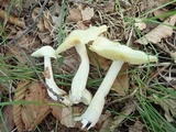 Entoloma luridum image